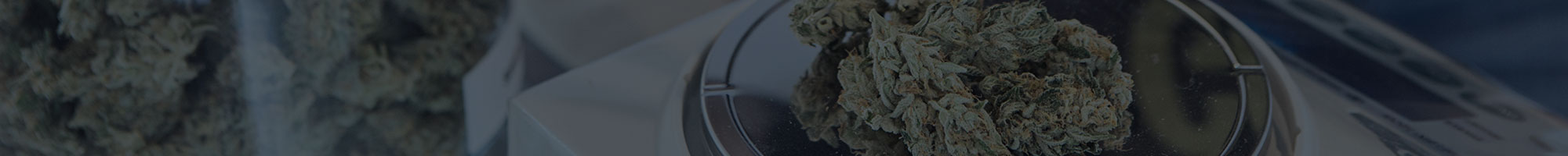 cannabis cannabis