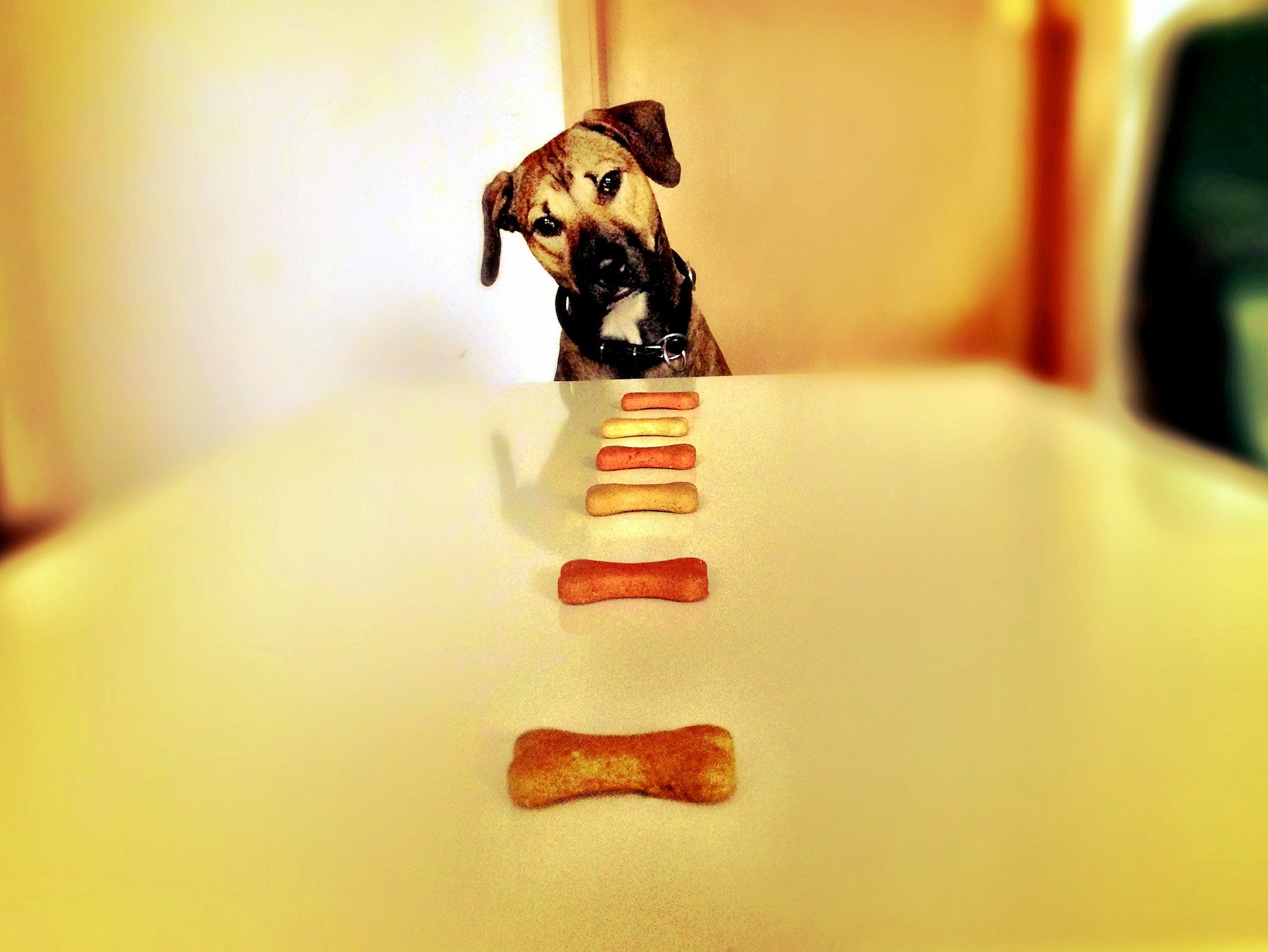 dog-treats.jpg